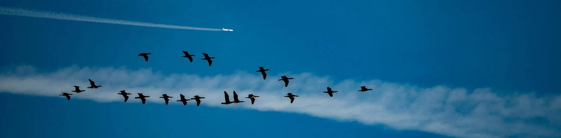 Avoiding Bird Strikes: The Research and the Importance of the Technology